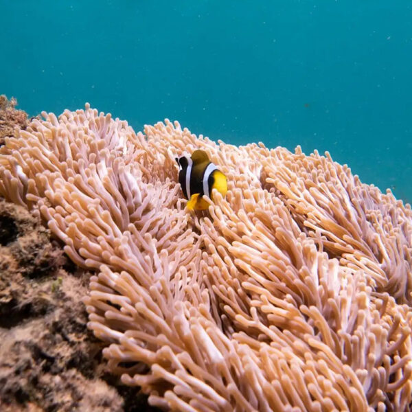 Luxury Dive Adrien's Dream Corals